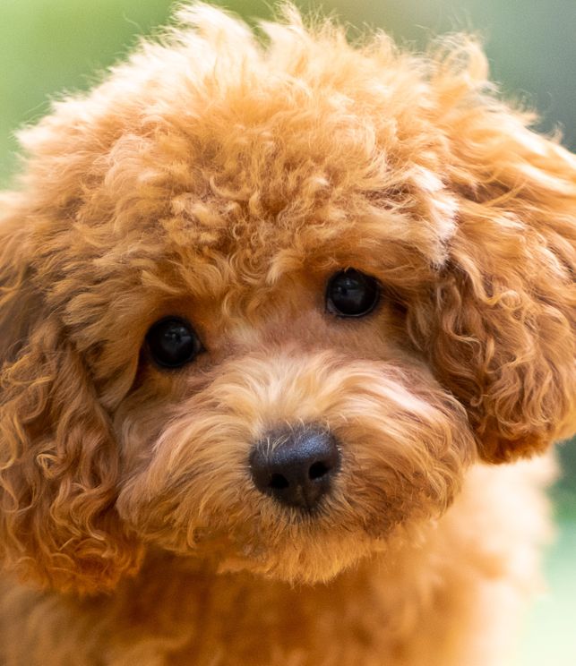 poodle 7