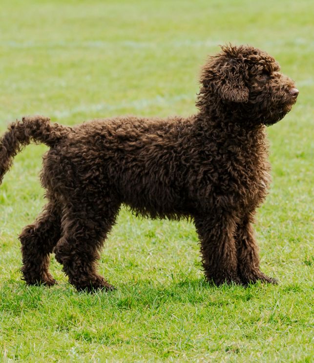 poodle 8