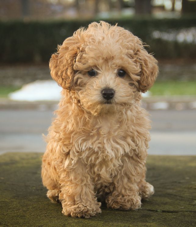 poodle breeder