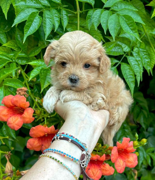 poodle puppy