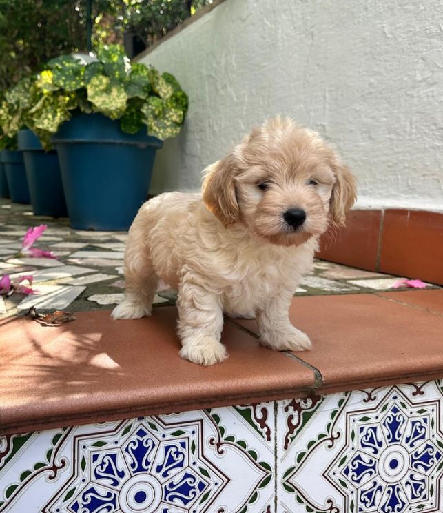 poodle toy