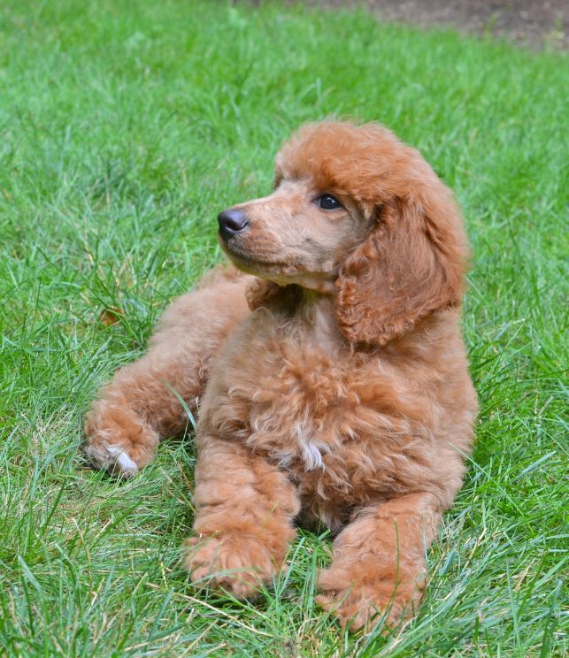 red toy poodle breeder