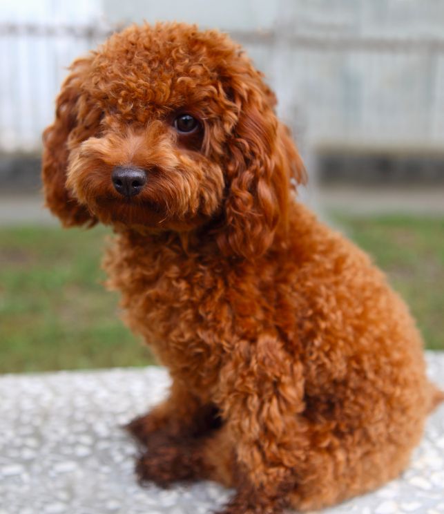 red toy poodle