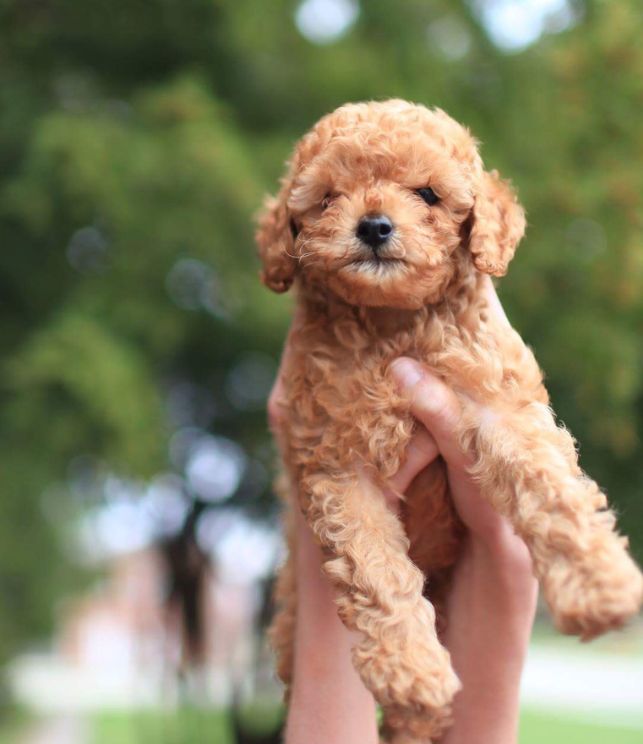toy poodle breeder