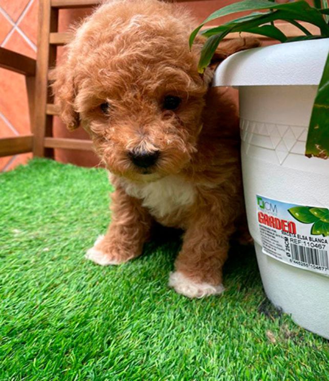 toy poodle