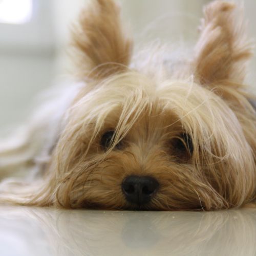 yorkshire for sale