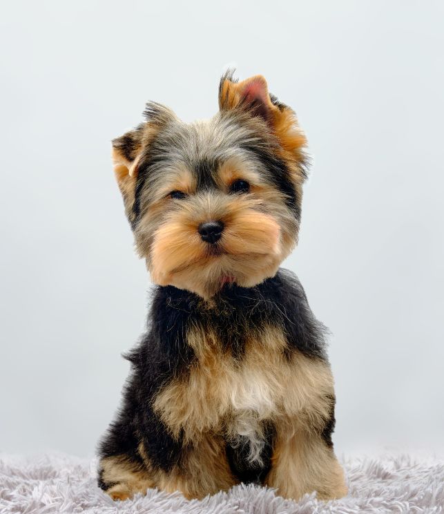 yorkshire kennels