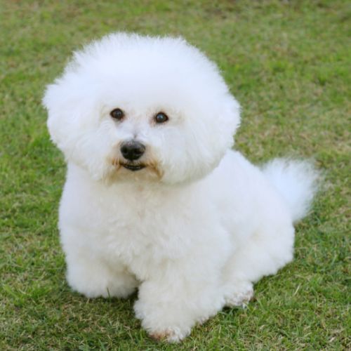 American Bichon price