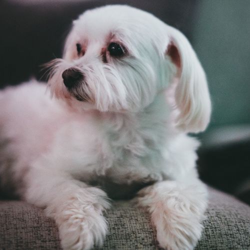 American Bichon price