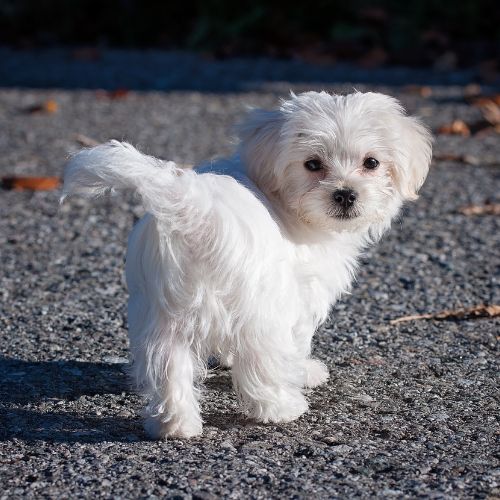 Bichon maltese
