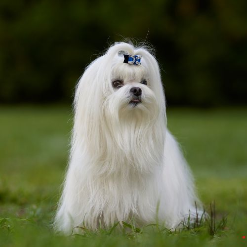 Bichon maltese price