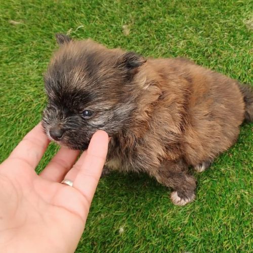Breeder Pomeranian Toy