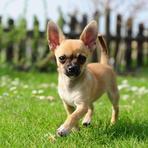 Chiguagua mini toy puppy