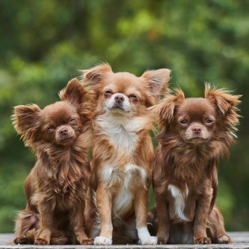 Chihuahua apple head cattery kennel kennel