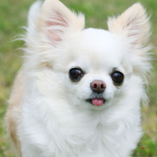 Chihuahua mini toy