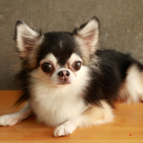 Chihuahua puppies