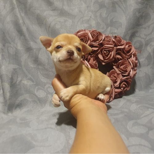 Chihuahua toy kennel