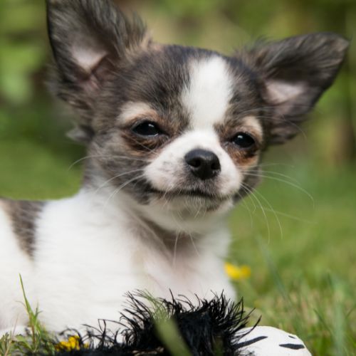Chihuahua toy puppy