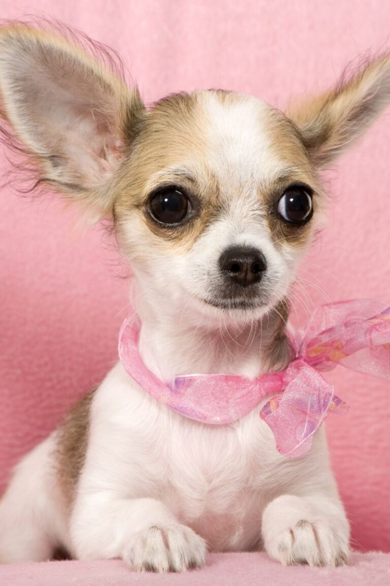 Female Chihuahua
