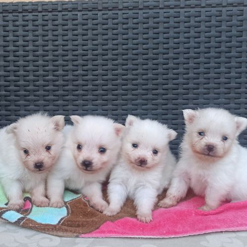Pomerania dog