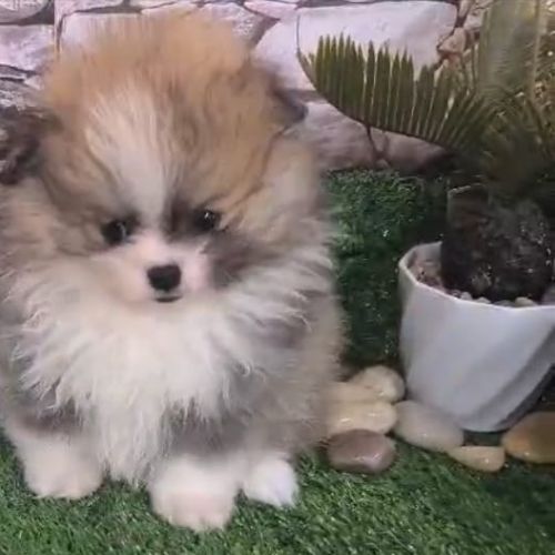 Pomeranian Breeding 2