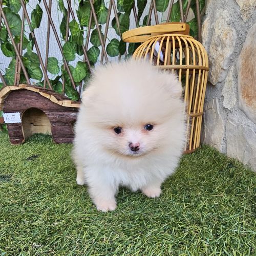 Pomeranian Breeding