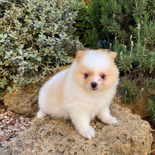 Pomeranian Cattery