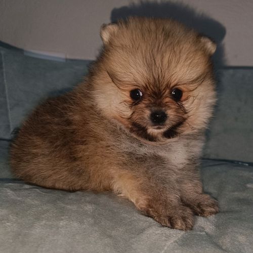 Pomeranian Kennel