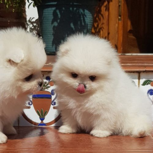 Pomeranian dog kennel