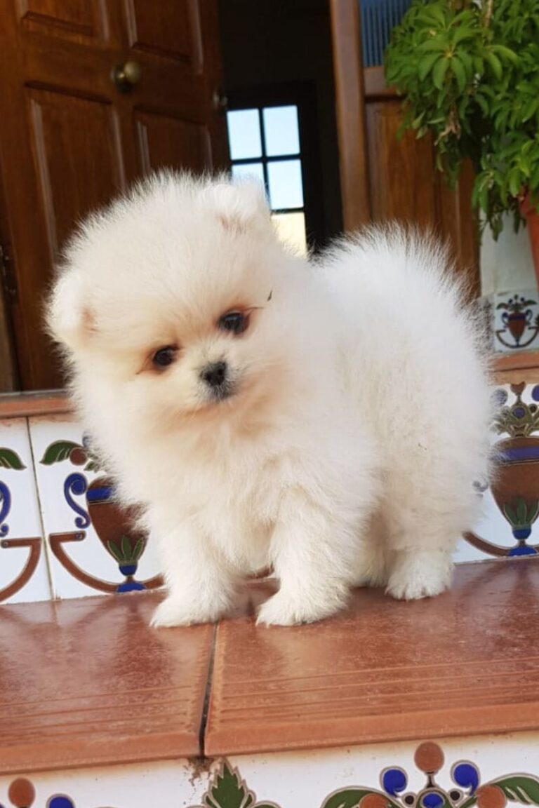 Pomeranian mini toy female