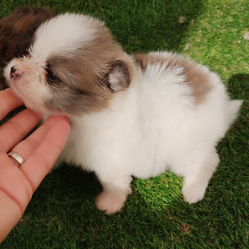 Pomeranian mini toy