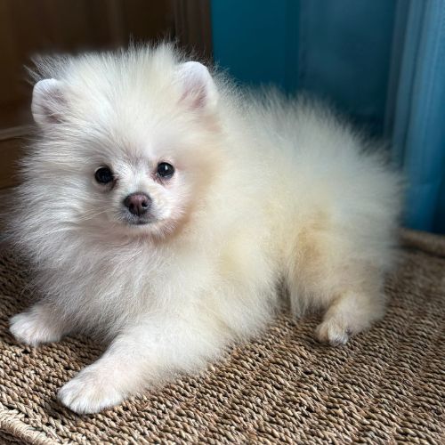 Toy Pomeranian Kennel
