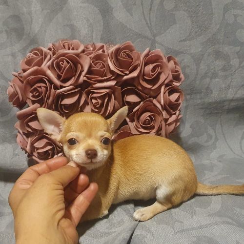 chihuahua 1