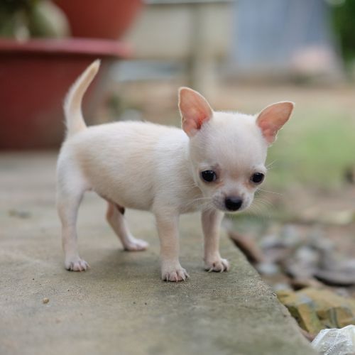 chihuahua breeder