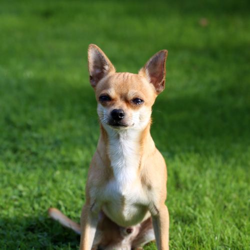 chihuahua dog kennel