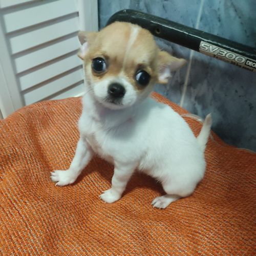 chihuahua kennels