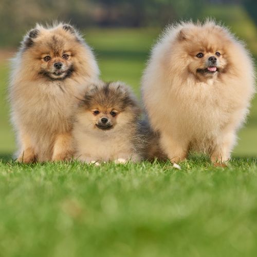 lulu de Pomerania