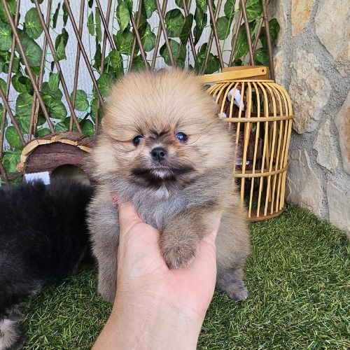 pomerania toy
