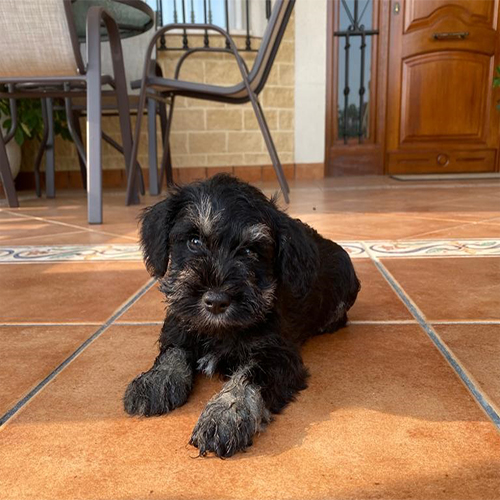 Schabuzer mini cachorro