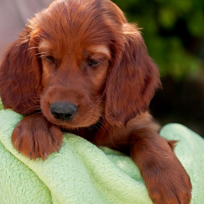 Setter Irlandés precio