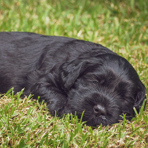 australian cobberdog pequeño
