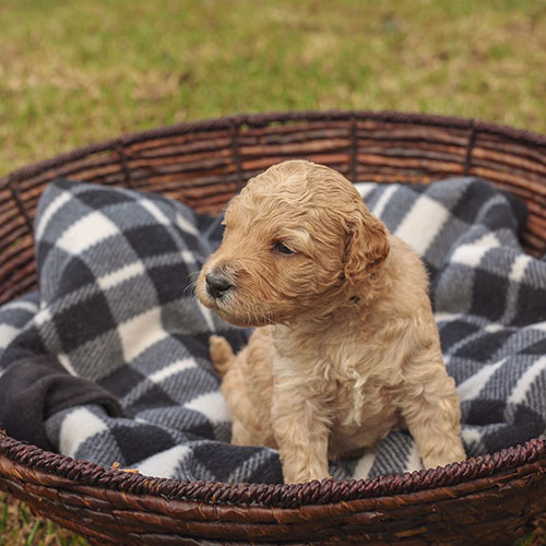 australian cobberdog toy