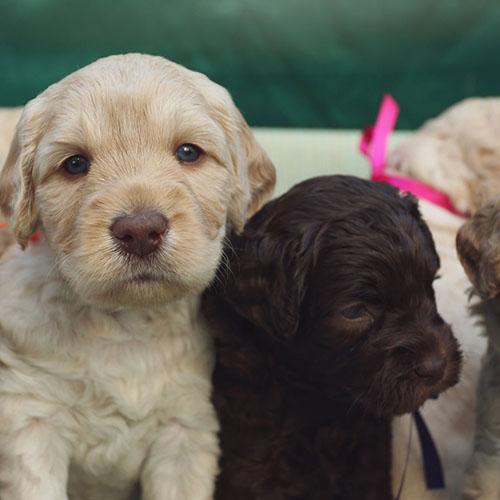 australian labradoodle