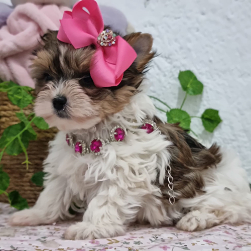 biewer terrier precio