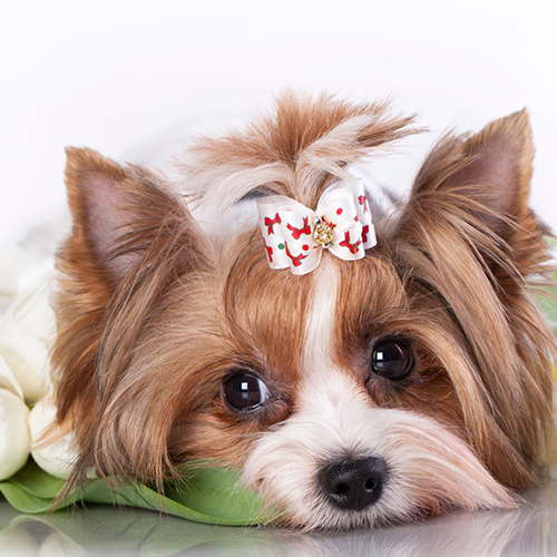 biewer terrier toy