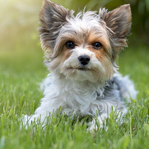 biewer terrier