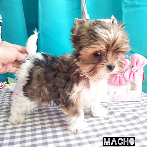 biewer yorkie terrier
