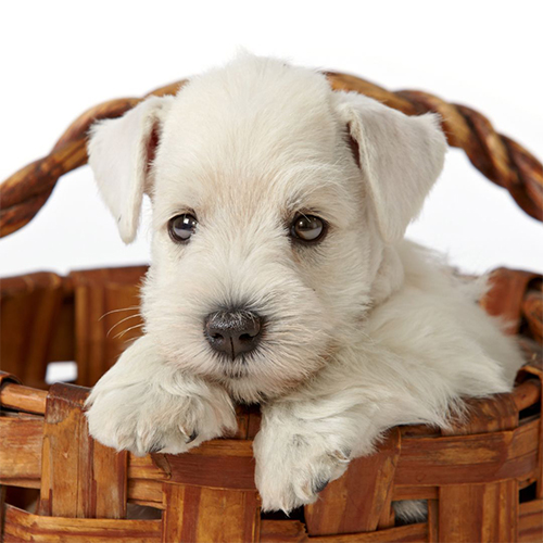 cachorro de schanuzer mini blanco - 1