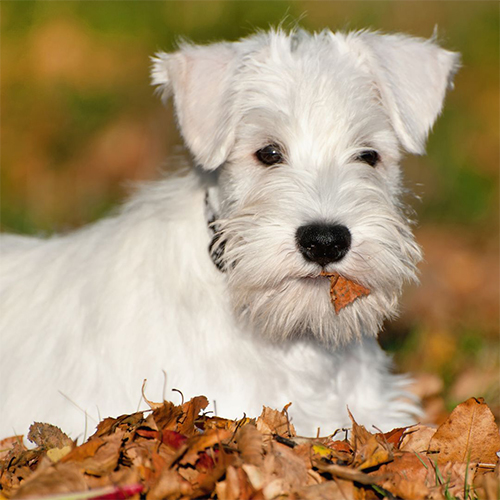 cachorro de schanuzer miniatura blanco - 1