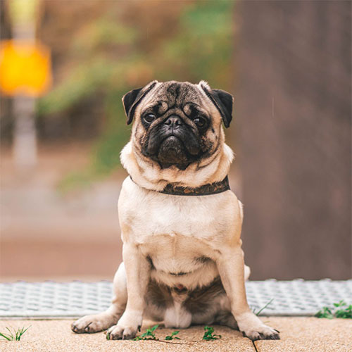 caarlino pug
